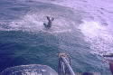 seal decoy under attack