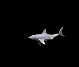animated shark